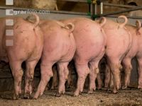 Schweine fressen 58