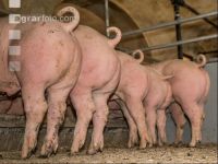 Schweine fressen 57