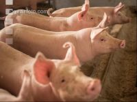 Schweine fressen 56