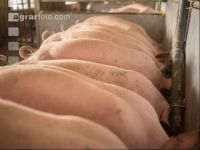 Schweine fressen 55