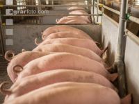 Schweine fressen 54