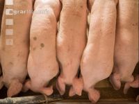 Schweine fressen 53