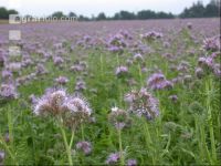 Phacelia blossom 14