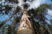 Beetle trees 18