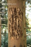 Beetle trees 17