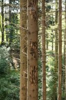 Beetle trees 16