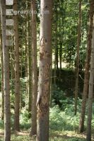 Beetle trees 15