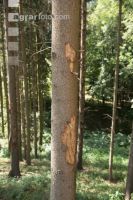 Beetle trees 14