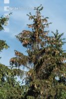 Beetle trees 10