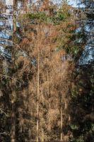 Beetle trees 9