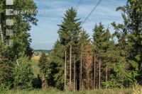 Beetle trees 8