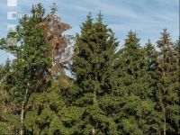 Beetle trees 7