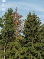 Beetle trees 6