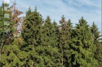 Beetle trees 5