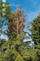 Beetle trees 4