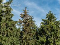 Beetle trees 3
