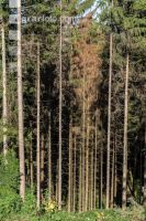 Beetle trees 2