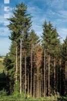 Beetle trees 1