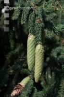 Fichtenzapfen von Käferbaum 2