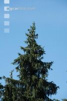 Spruce cone 5