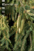 Spruce cone 4