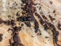 Eight toothed bark beetle 8