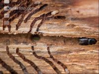 Eight toothed bark beetle 7
