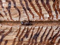 Eight toothed bark beetle 6