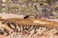 Eight toothed bark beetle 5
