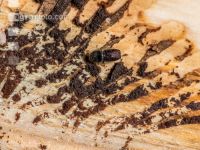 Eight toothed bark beetle 4