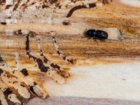 Eight toothed bark beetle 3