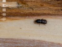 Eight toothed bark beetle 2