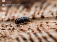 Eight toothed bark beetle 1