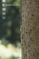 Bark beetle resin tapping 2
