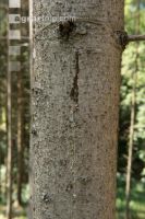 Bark beetle resin tapping 1
