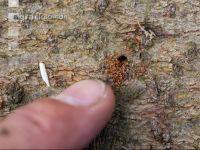 Bark beetle tracks 6
