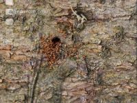 Bark beetle tracks 5