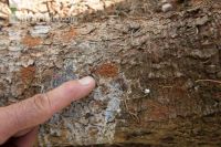 Bark beetle tracks 7