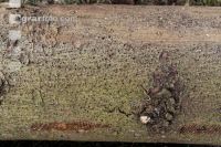 Bark beetle tracks 8