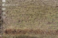 Bark beetle tracks 7