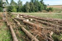 Bark beetle spruce log 2
