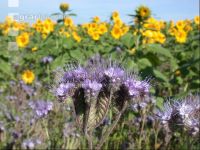 Intercrop 1
