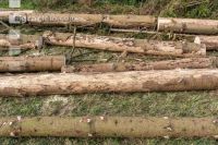 Bark beetle spruce log 1