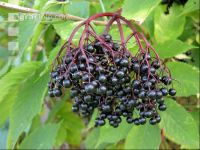 Holunderbeere 5