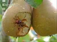 Hornisse Obst 2
