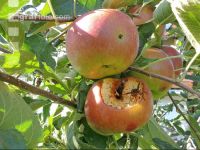 Hornisse Obst 1
