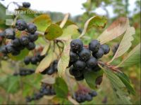 Aronia 6