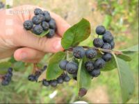 Aronia 5