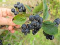 Aronia 4