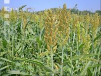 Sorghum 1